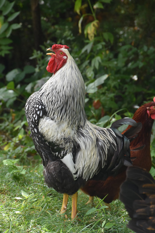 Chicken Treat - Feed Your Favorite Chicken!